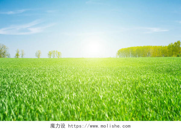阳光洒在绿色的草地上